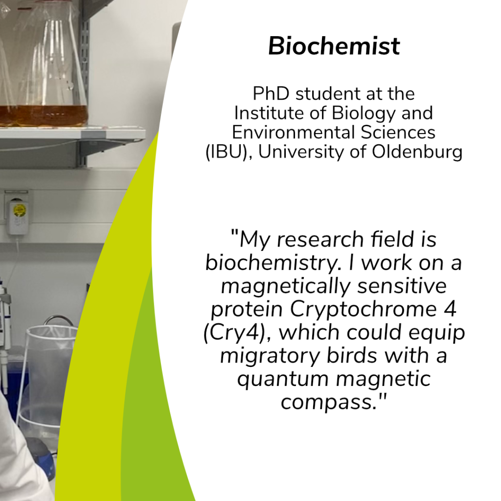 On the left is a small part oft he former picture taken in the lab with some flasks. On the rest of this slide is this text, written in black in a white background:
Biochemist; PhD student at the Institute for Biology and Environmental Science (IBU), University of Oldenburg.
„My research field is biochemistry. I work on a magnetically sensitive protein Cryptochrome 4 (Cry4), which could equip migratory birds with a quantum magnetic compass.“