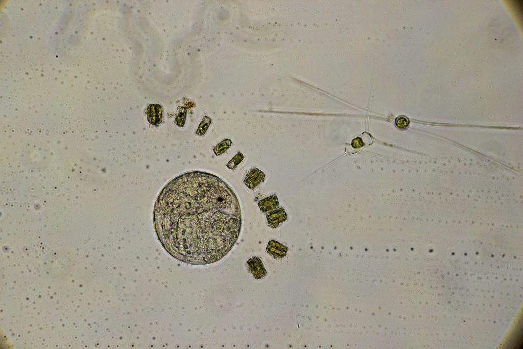 Phytoplankton-Proben mit Kieselalgen mittels Handnetz gewonnen auf Fahrt HE571. Eine Artbestimmung der Organismen erfolgt mittels Binokular und Mikroskop durch die Studierenden.